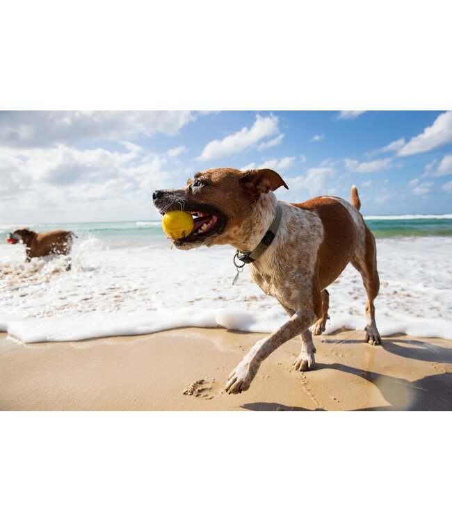 Waboba Fetch Dog Water Ball