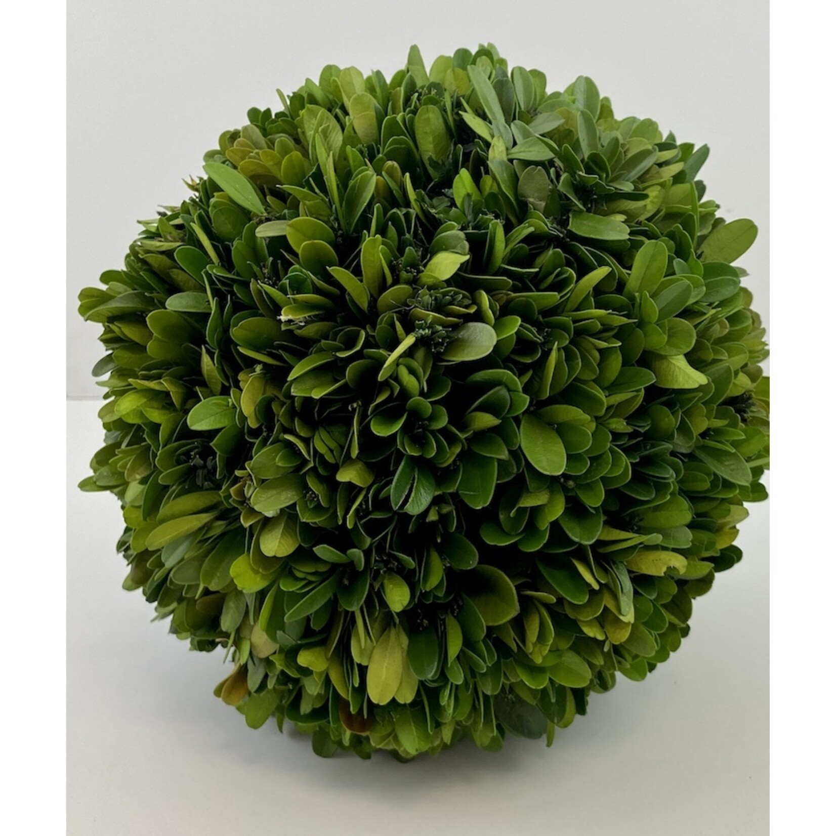 8" Boxwood Ball