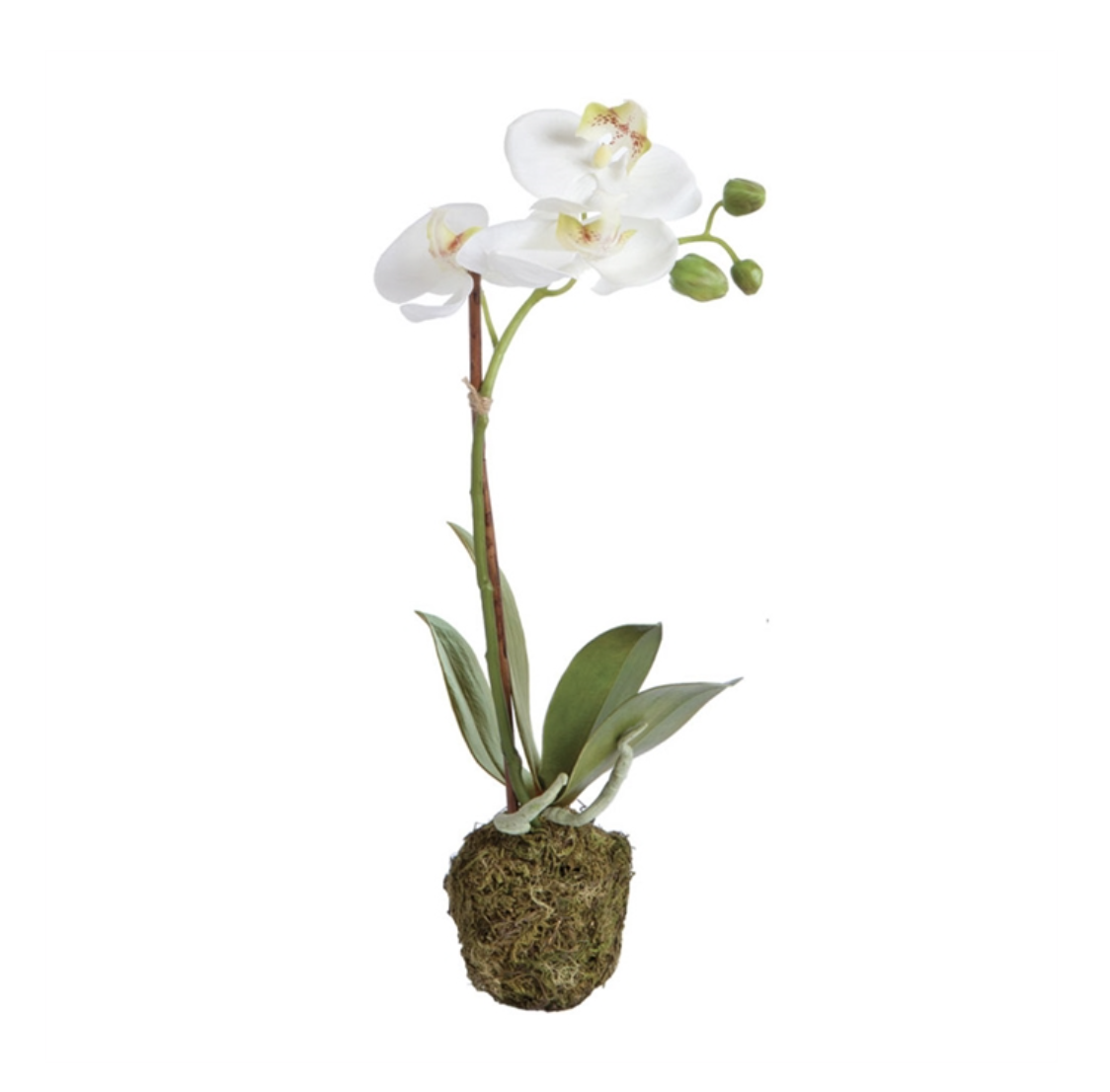 Phalaenopsis 15" Drop-in