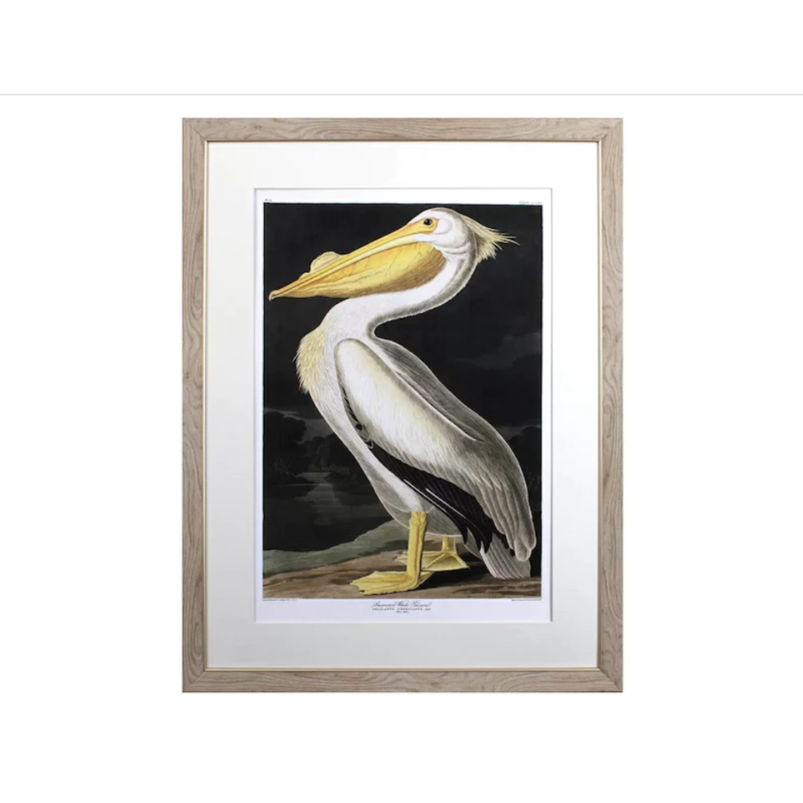 White Pelican Art