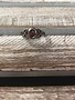 Stainless Steel Celtic Knot Ring with Red Cubic Zirconia Stone