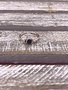 Sterling Silver Toe Ring with Synthetic Sodalite
