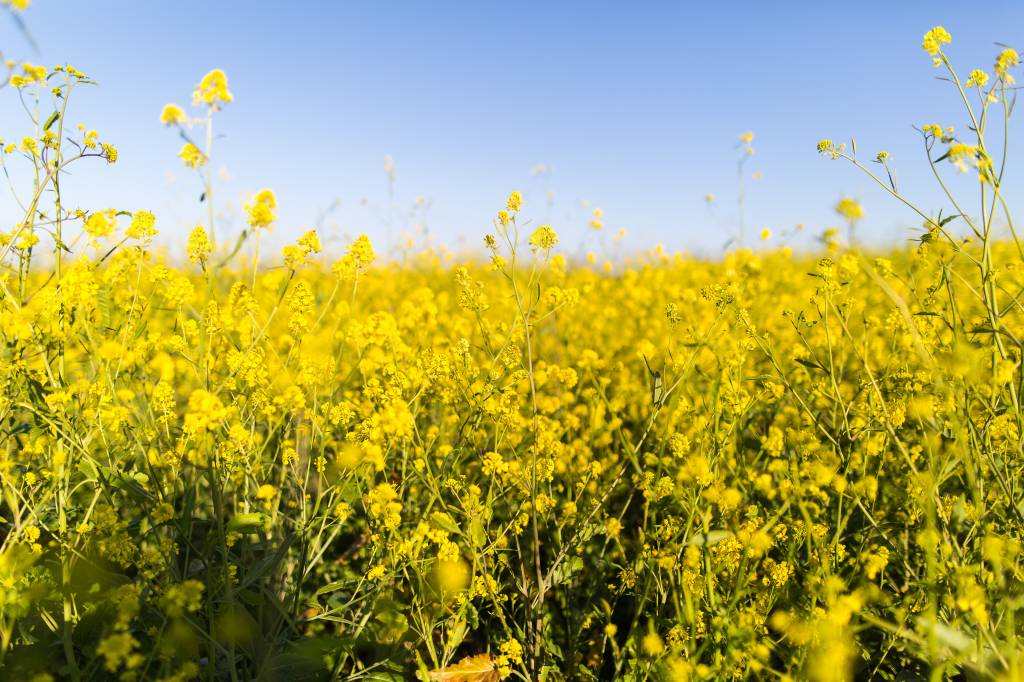 Beat Spring Allergies... for Life! 