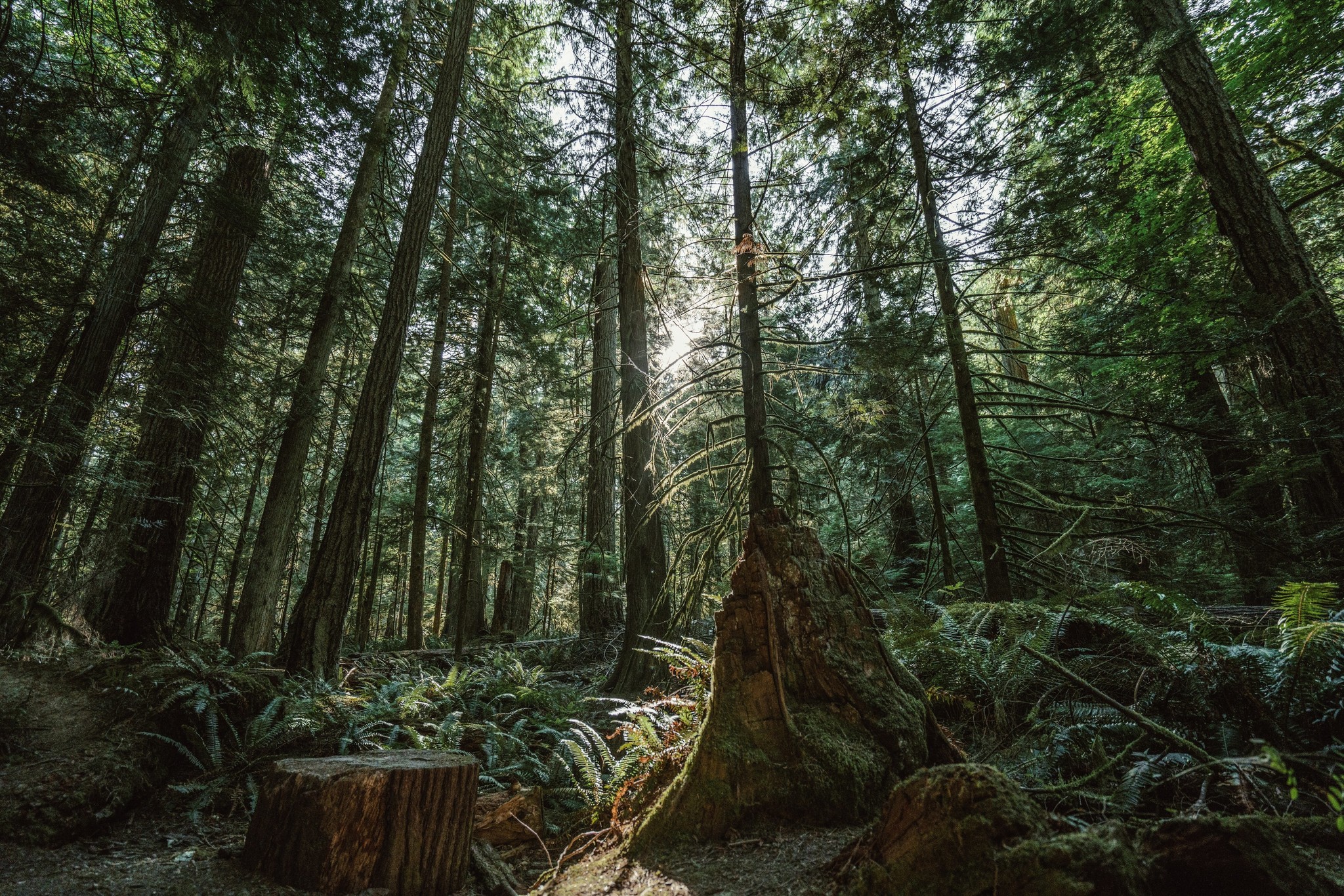 Forest Bathing- the Japanese practice you didn't know you needed