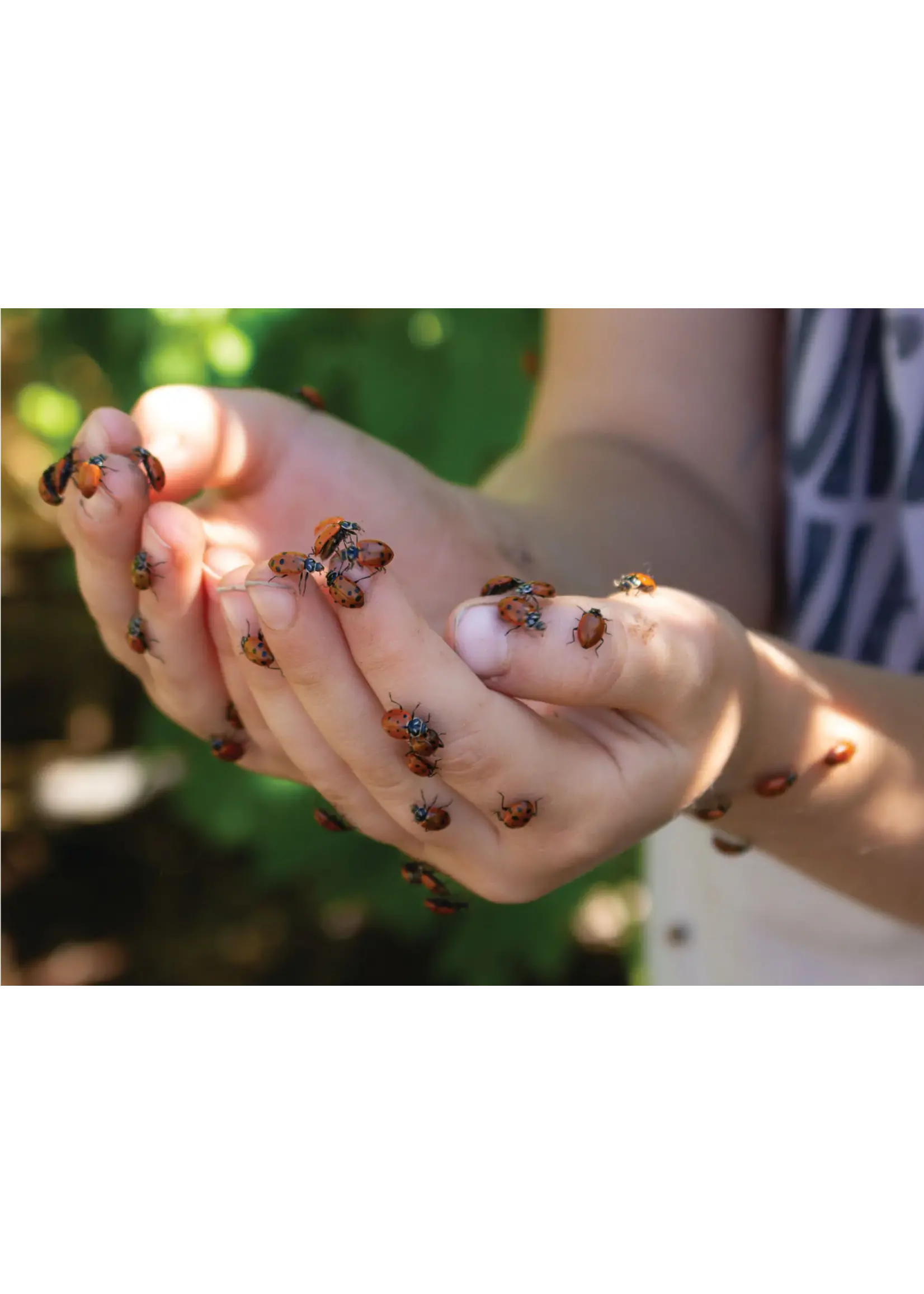 Orcon Lady Bugs Ladybugs 1500 CT
