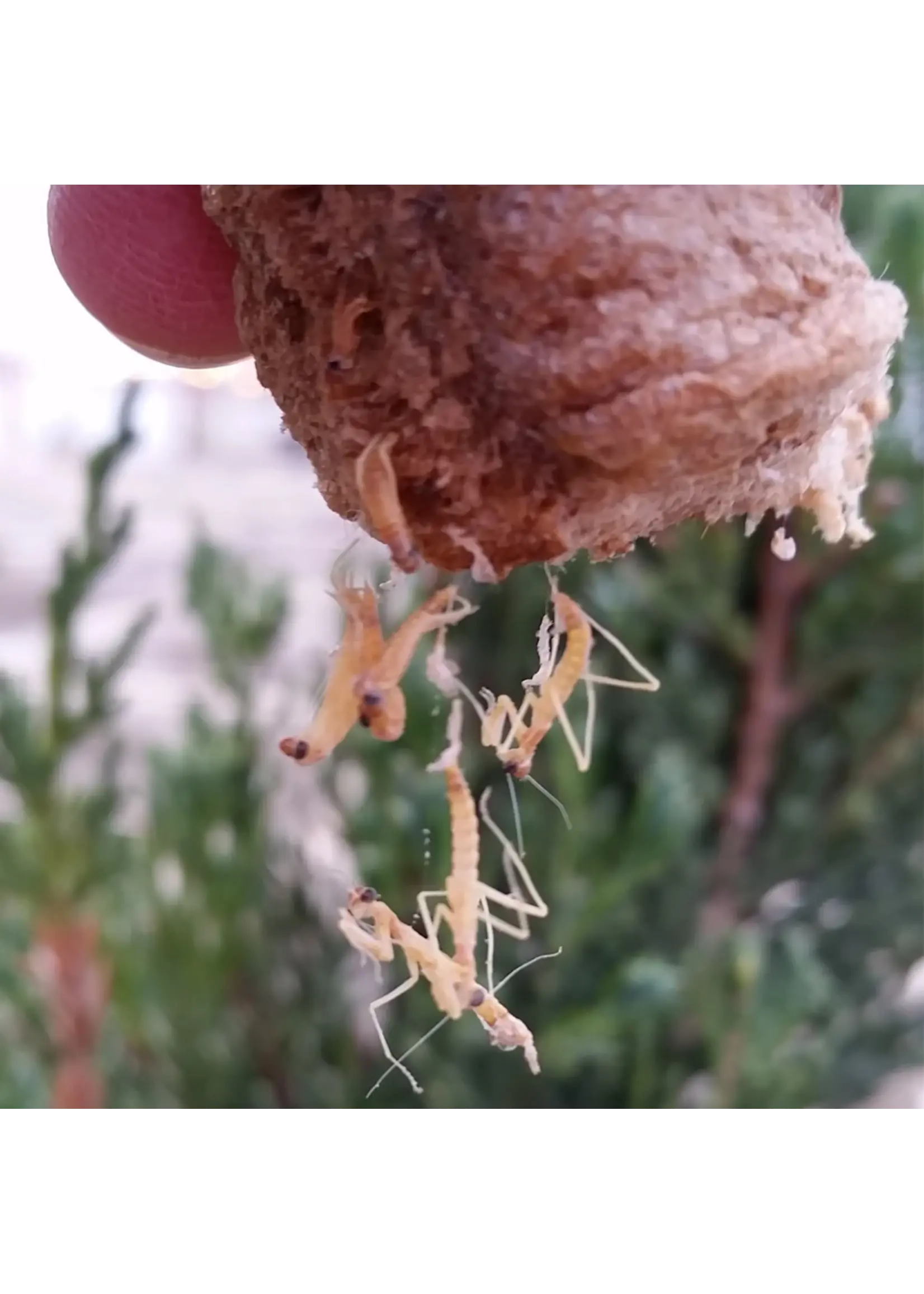 Tip Top Bio-Control Praying Mantids / Mantis Eggs 2 Count (NOV. - JUNE ONLY)