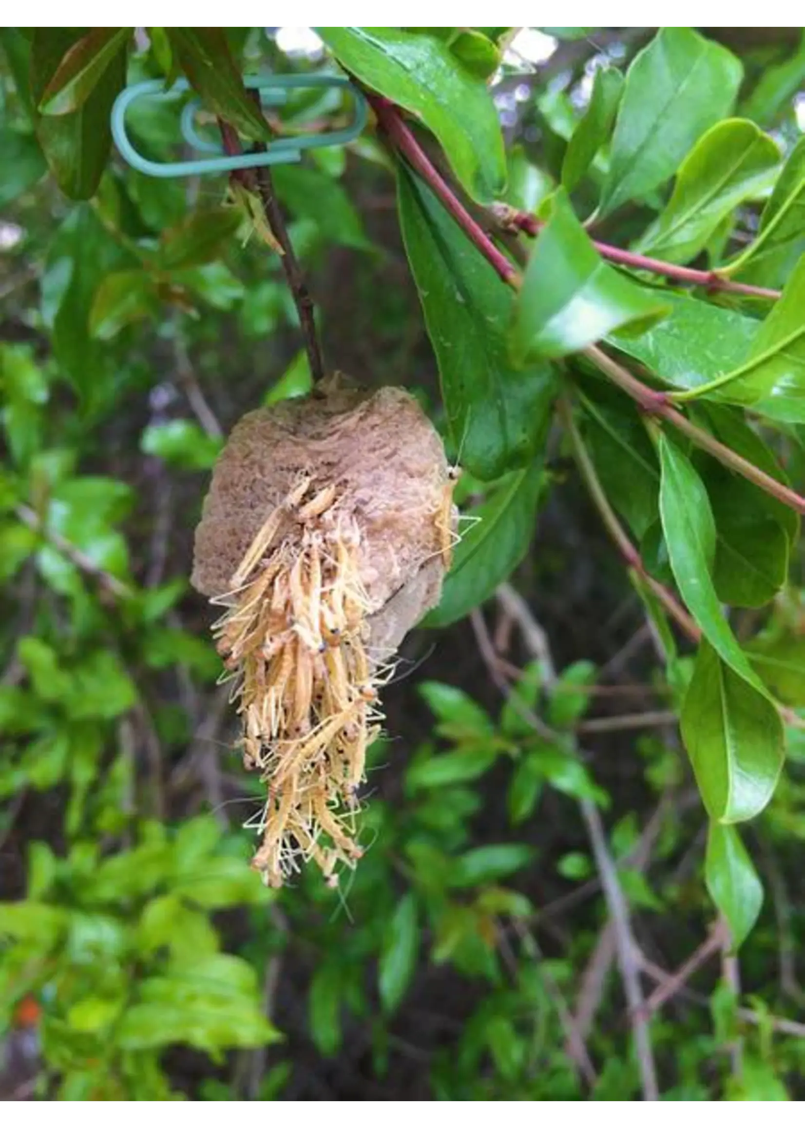 Tip Top Bio-Control Praying Mantids / Mantis Eggs 2 Count (NOV. - JUNE ONLY)