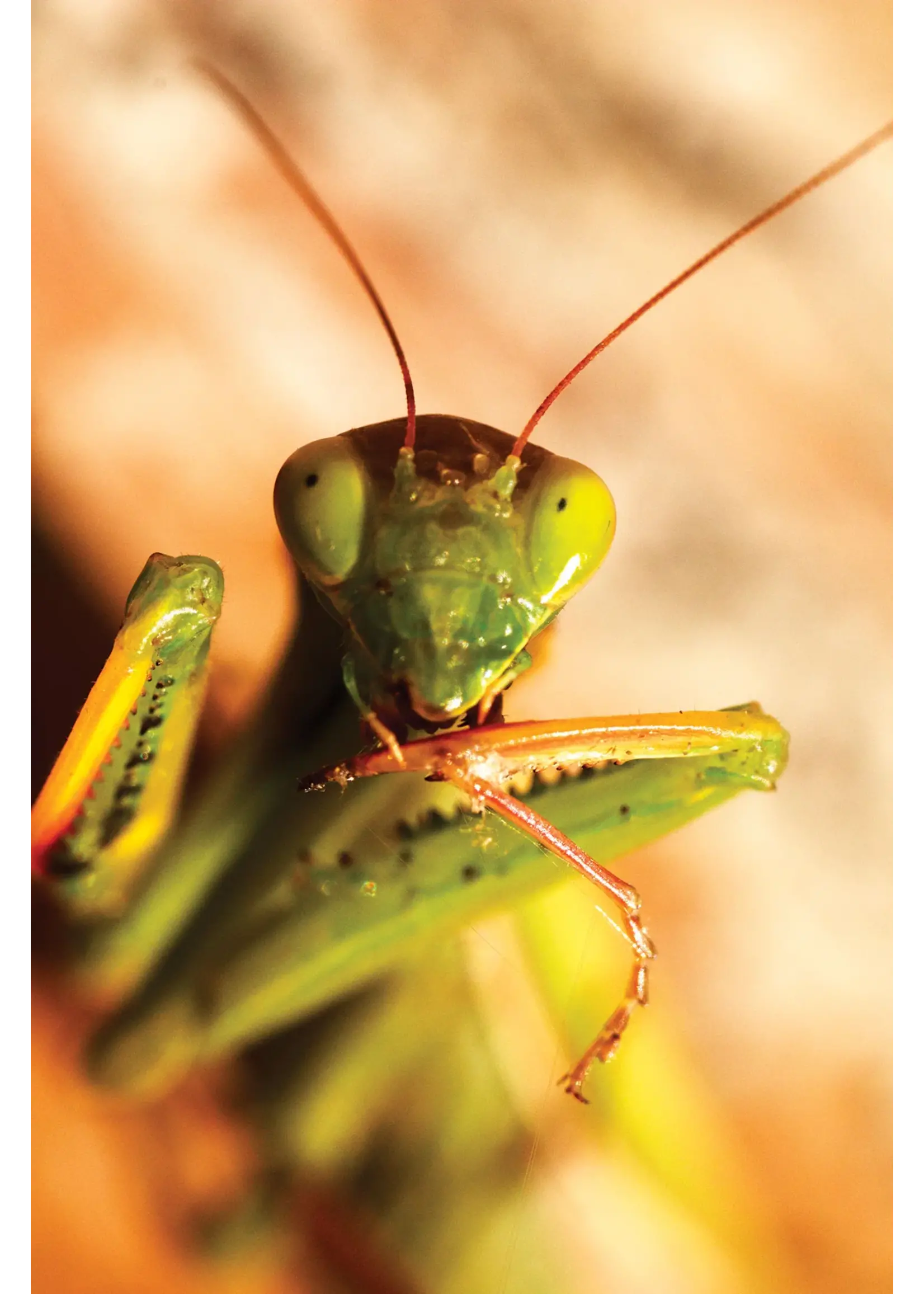 Tip Top Bio-Control Praying Mantids / Mantis Eggs 2 Count (NOV. - JUNE ONLY)