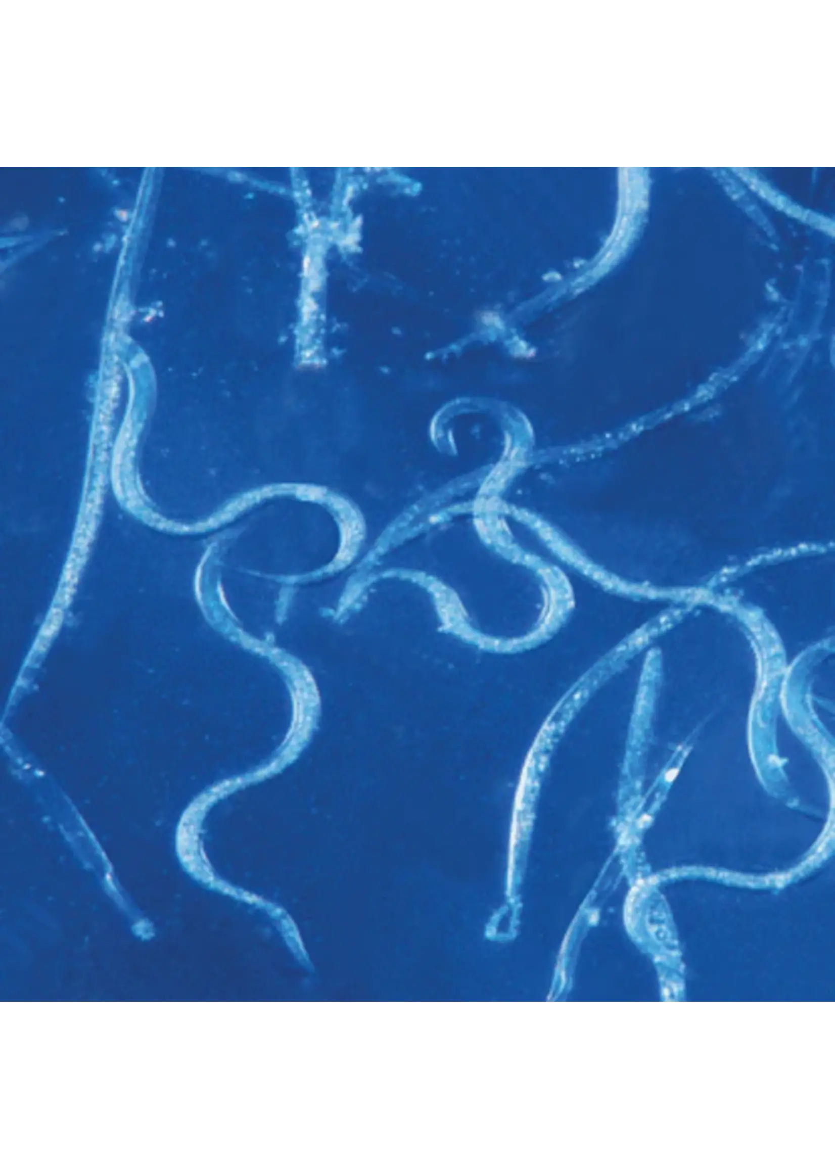 Tip Top Bio-Control Beneficial Nematodes SF Steinernema Feltiae 10 Million with Vermiculite