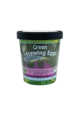 Green Lacewing Eggs 1000 Count in Rice Hulls