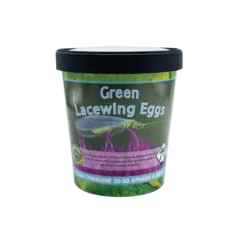Green Lacewing Eggs 1000 Count in Rice Hulls- DIRECT SHIP