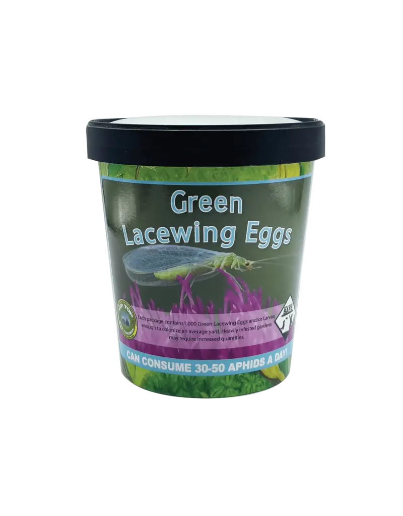 Green Lacewing Eggs 1000 Count in Rice Hulls