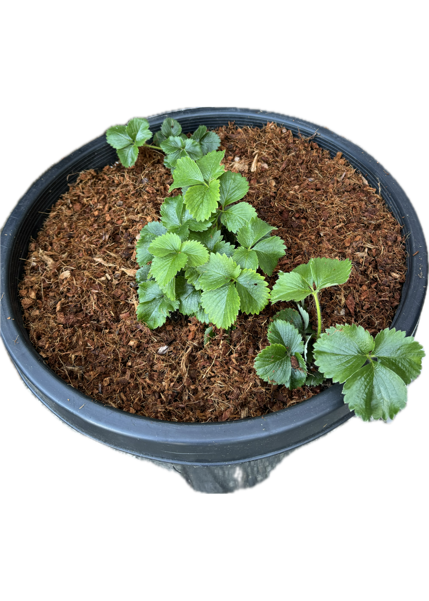 Koh-I-Nur Sustainable Coco Chips Mulch Ground Cover 2.5CF Extra Washed