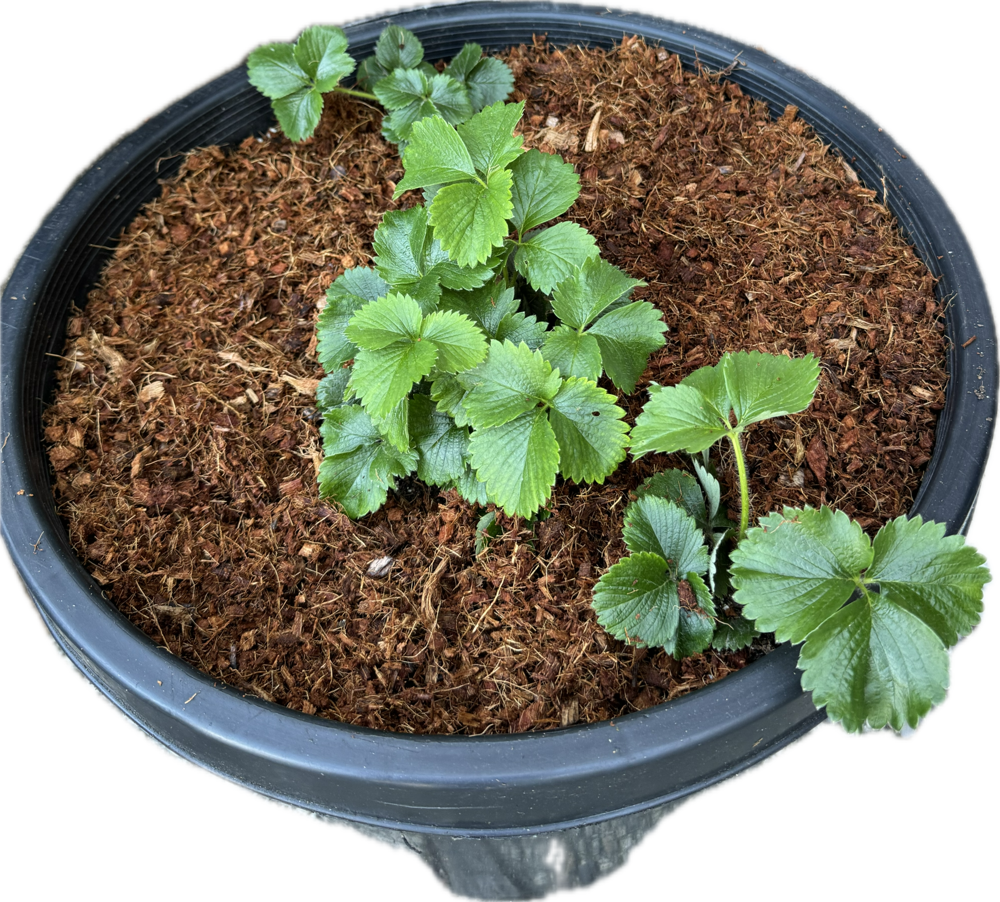 Sustainable Coco Chips Mulch Ground Cover 2.5CF Extra Washed - RASA ...
