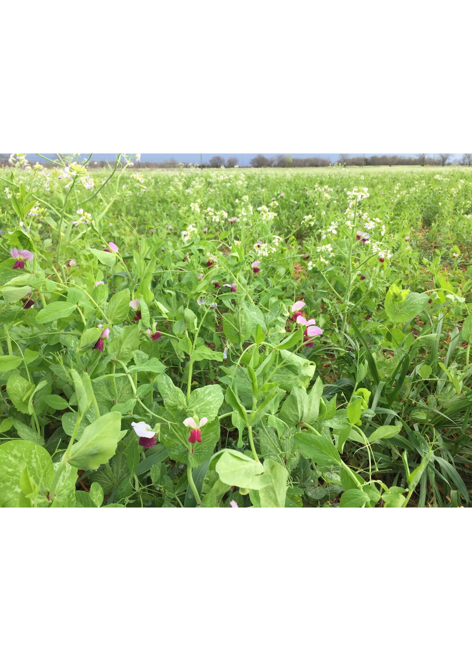 RASA Fall Cover Crop Blend Mix 40 lbs