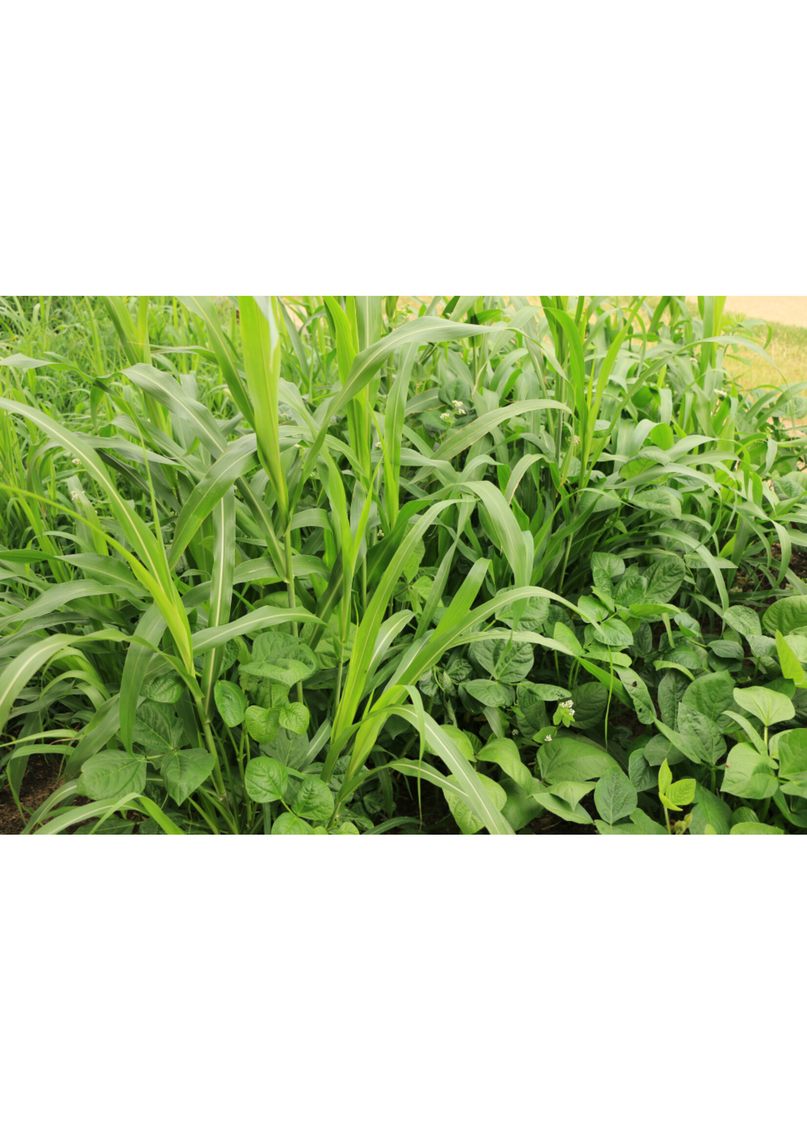 RASA Spring Cover Crop Blend Mix 40 lbs