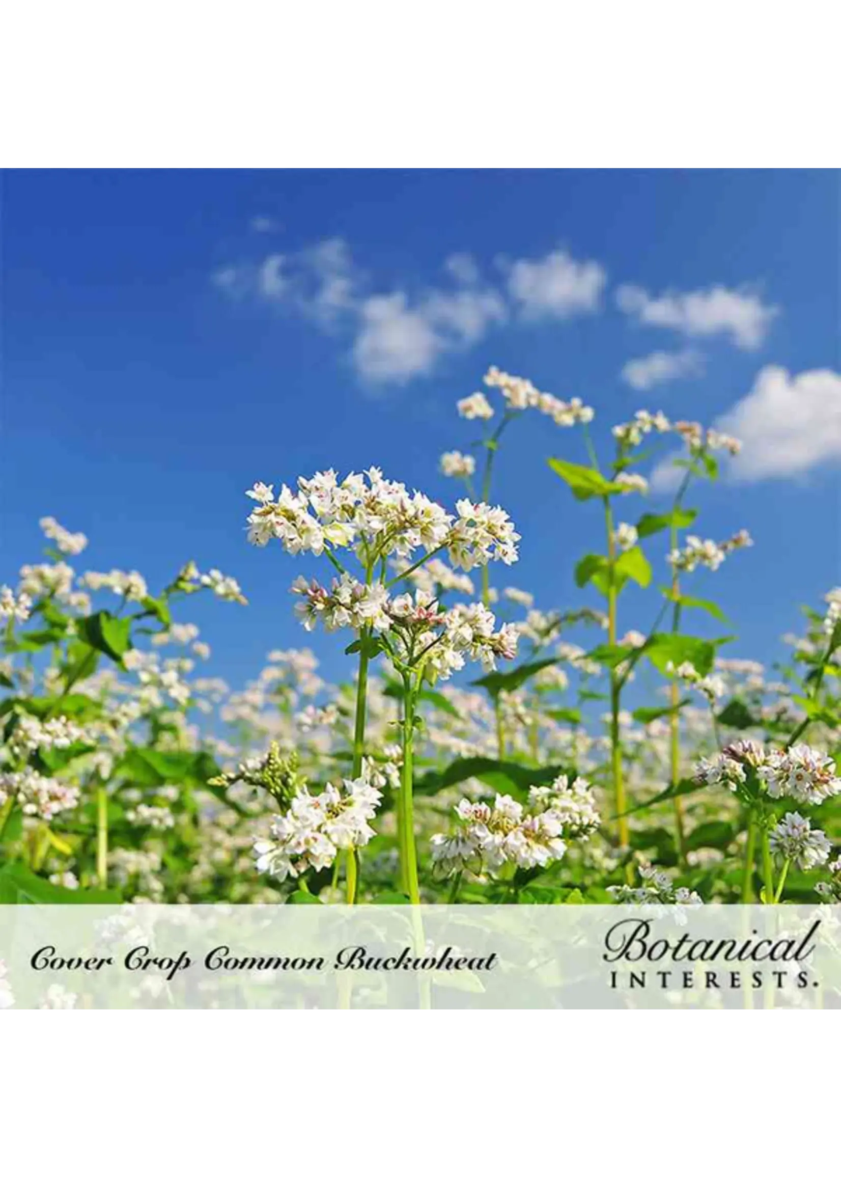 Botanical Interests Cover Crop Buckwheat Organic