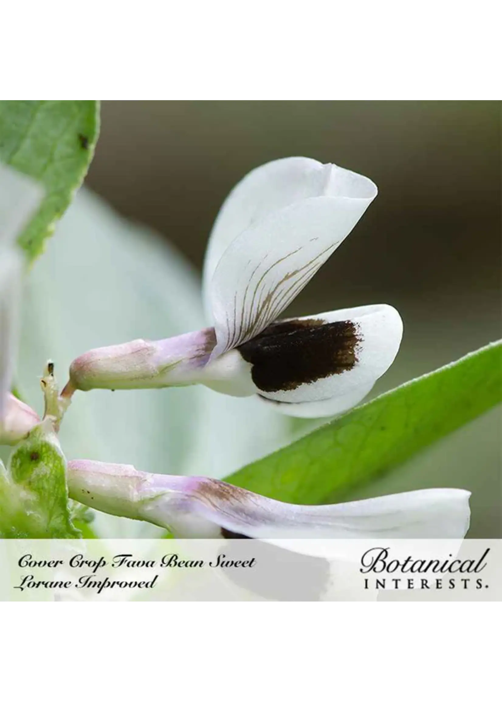 Botanical Interests Cover Crop Fava Bean Organic