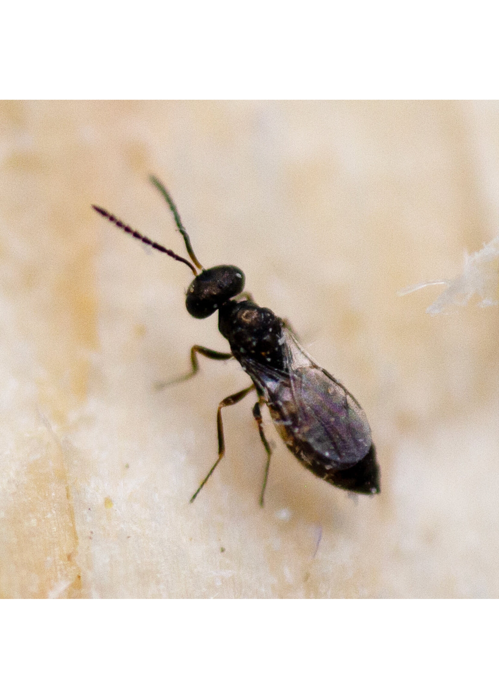 Tip Top Bio-Control Fly Exterminators - Fly Control