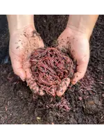 Tip Top Bio-Control BULK Composting Red "Wiggler" Worms