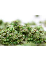 Tip Top Bio-Control BULK Lacewing Eggs