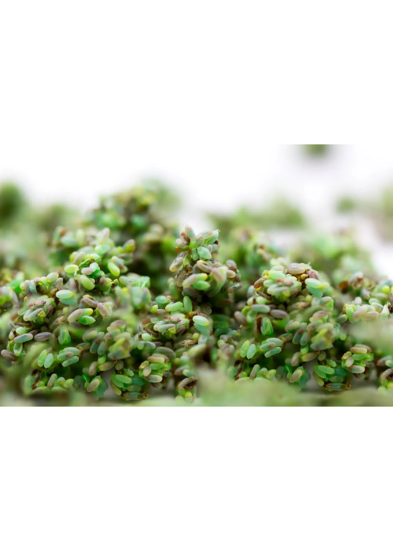 Tip Top Bio-Control BULK Lacewing Eggs