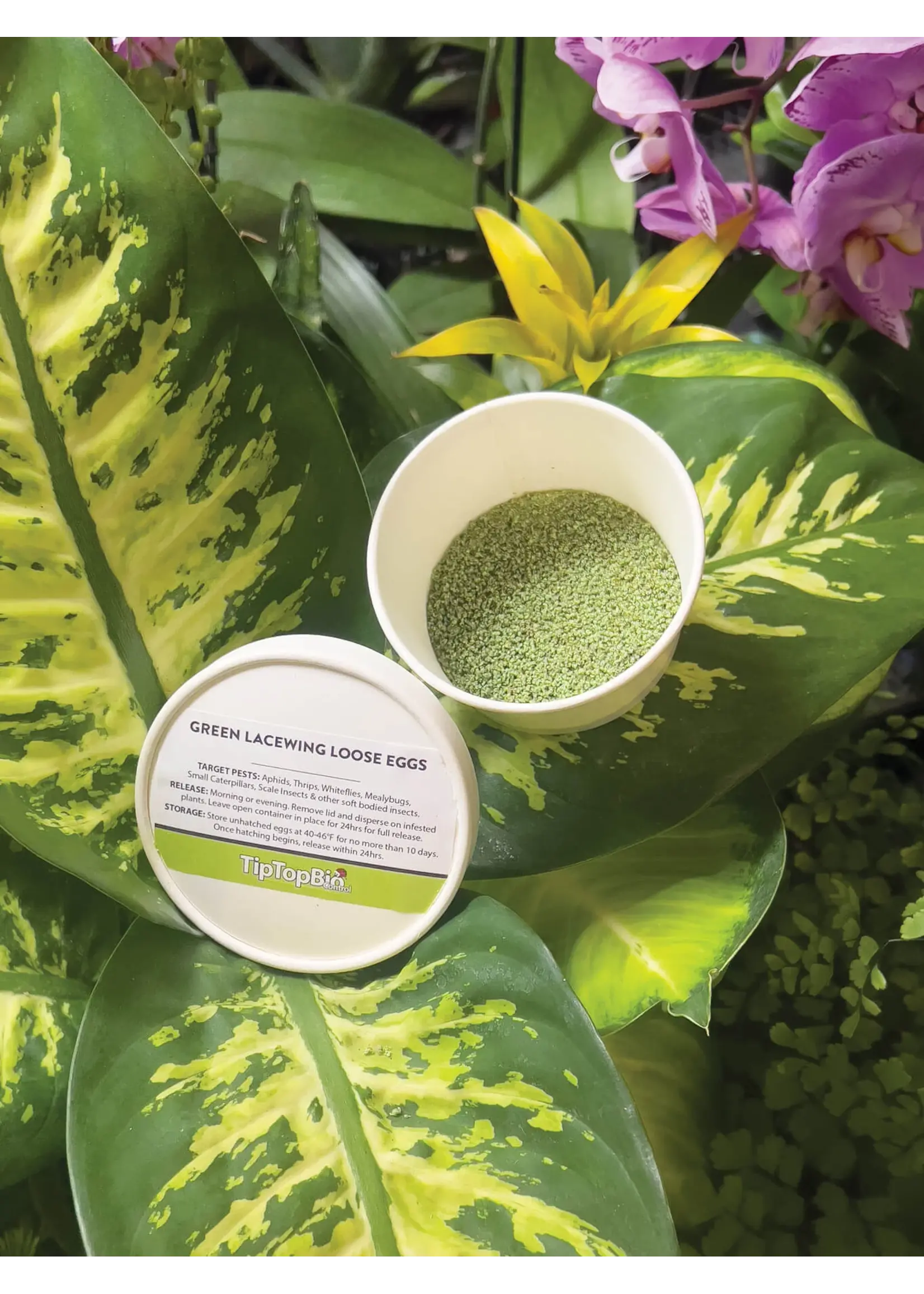 Tip Top Bio-Control BULK Lacewing Eggs