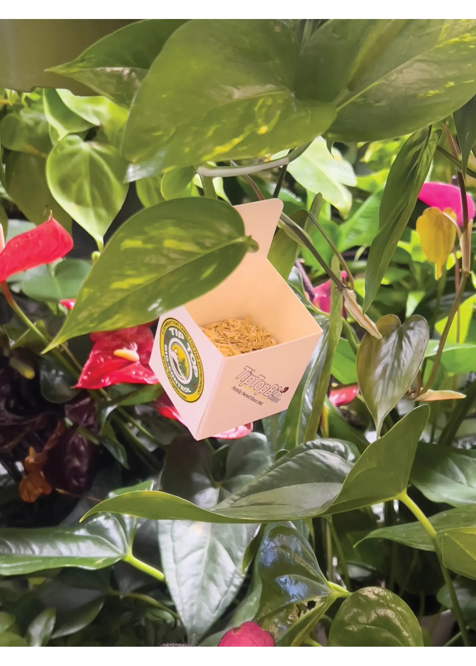 Tip Top Bio-Control BULK Lacewing Eggs
