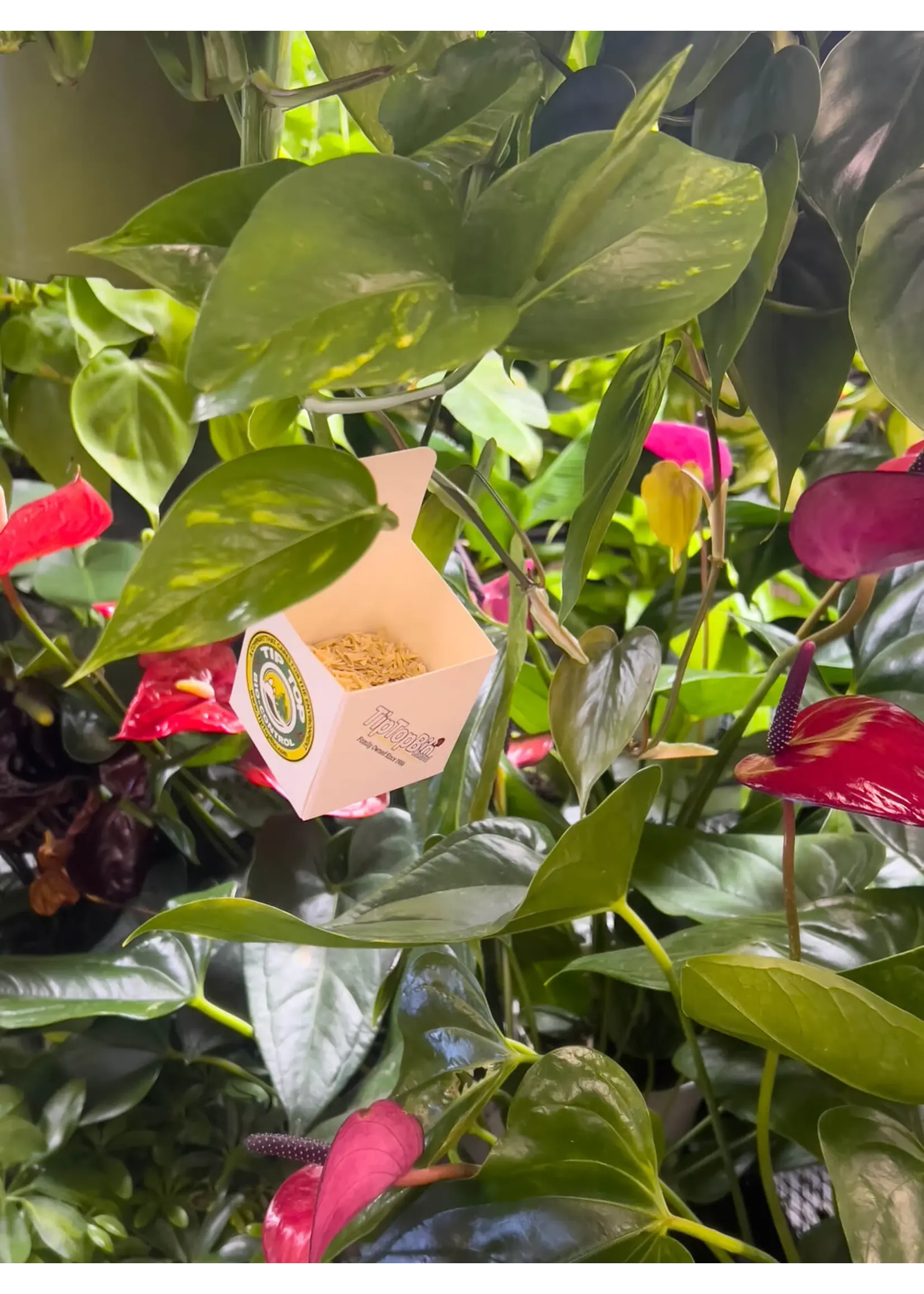 Tip Top Bio-Control Hanging Release Boxes