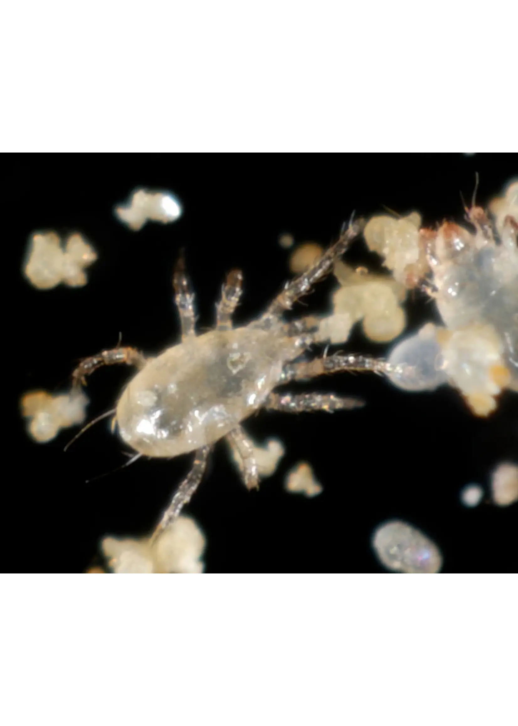 Tip Top Bio-Control Amblyseius andersoni - Generalist, Tolerates High Heats