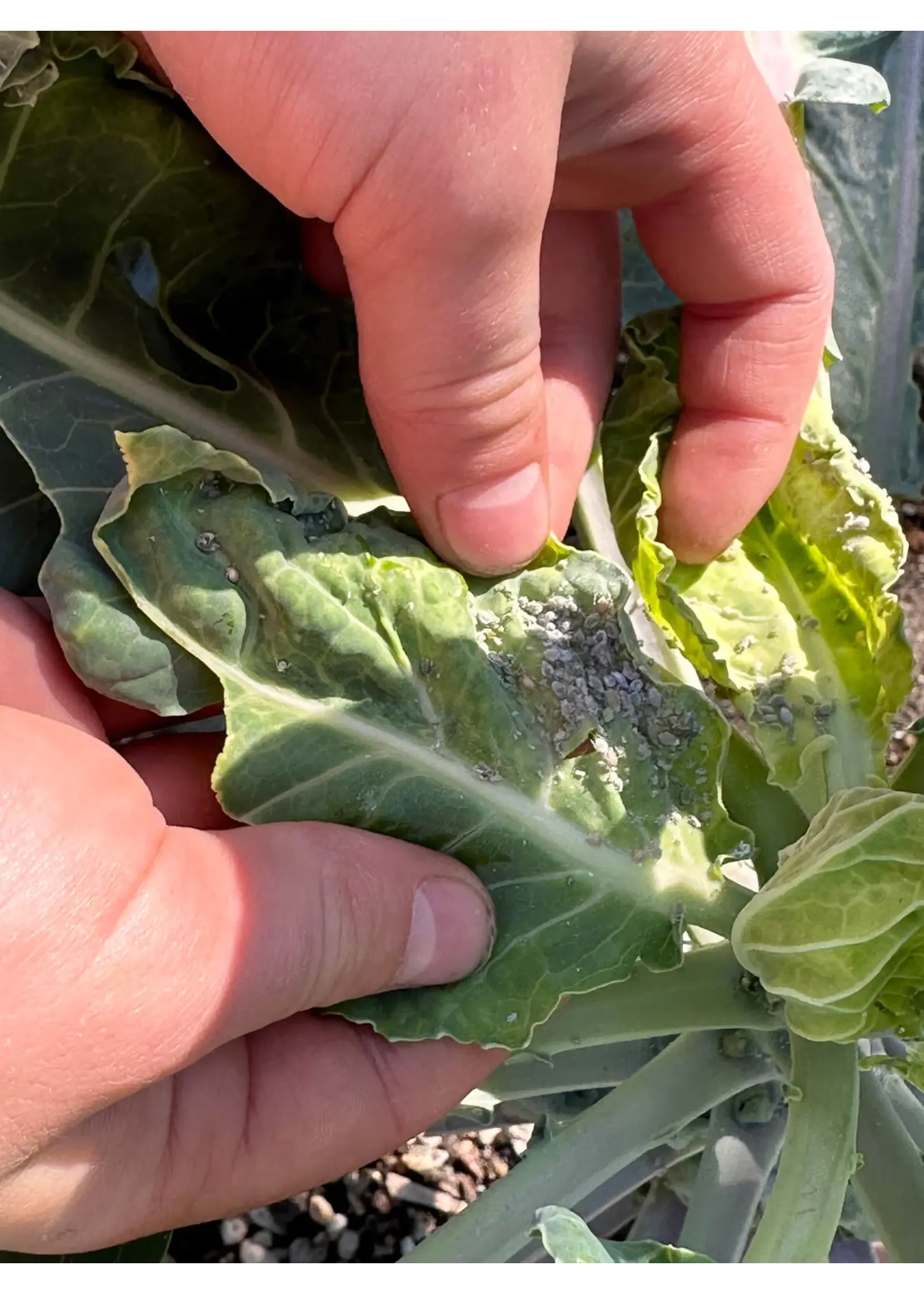 Tip Top Bio-Control Aphelinus abdominalis - Aphid Control