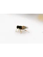 Tip Top Bio-Control Aphelinus abdominalis - Aphid Control