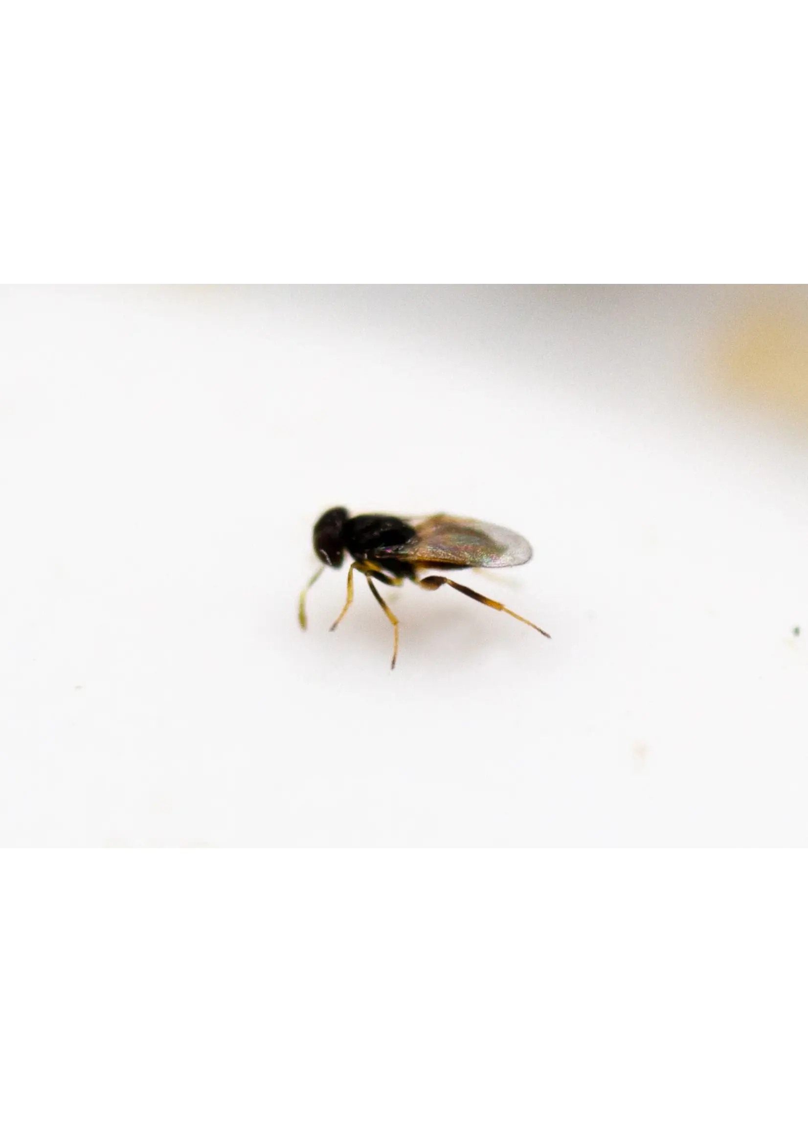 Tip Top Bio-Control Aphelinus abdominalis - Aphid Control