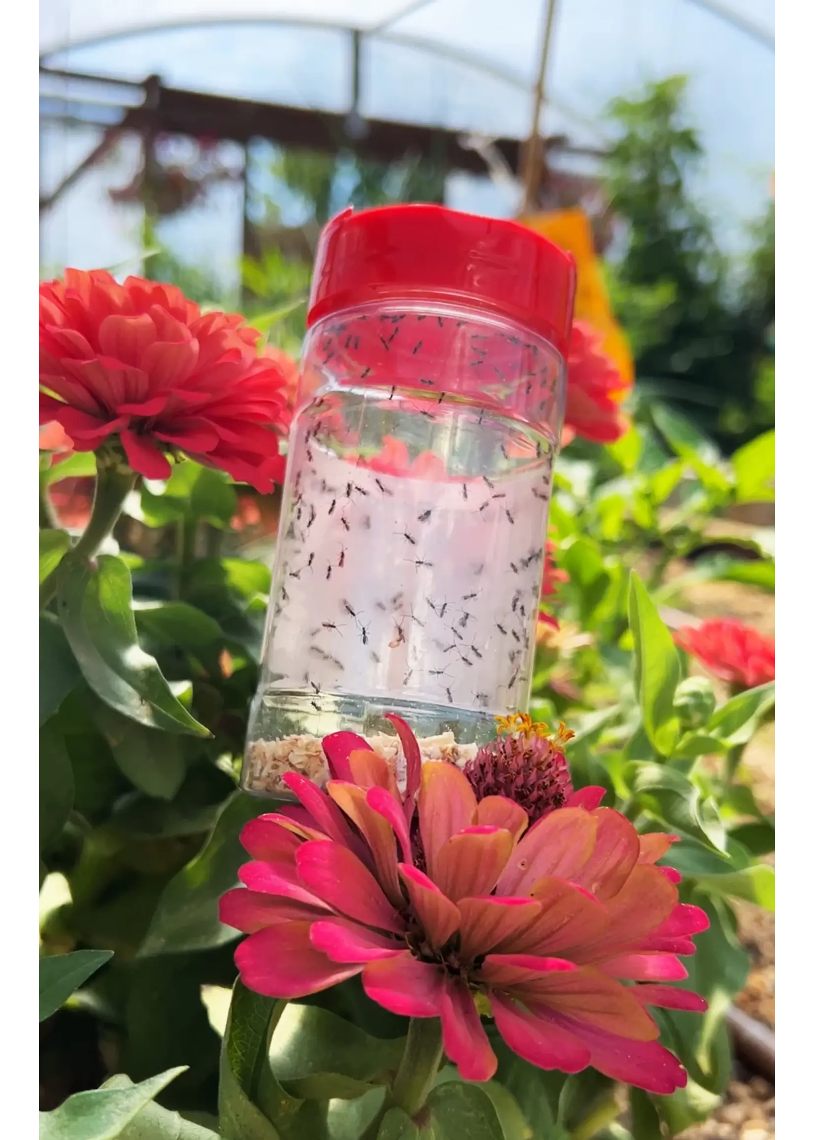 Tip Top Bio-Control Aphidius colemani - Aphid Control