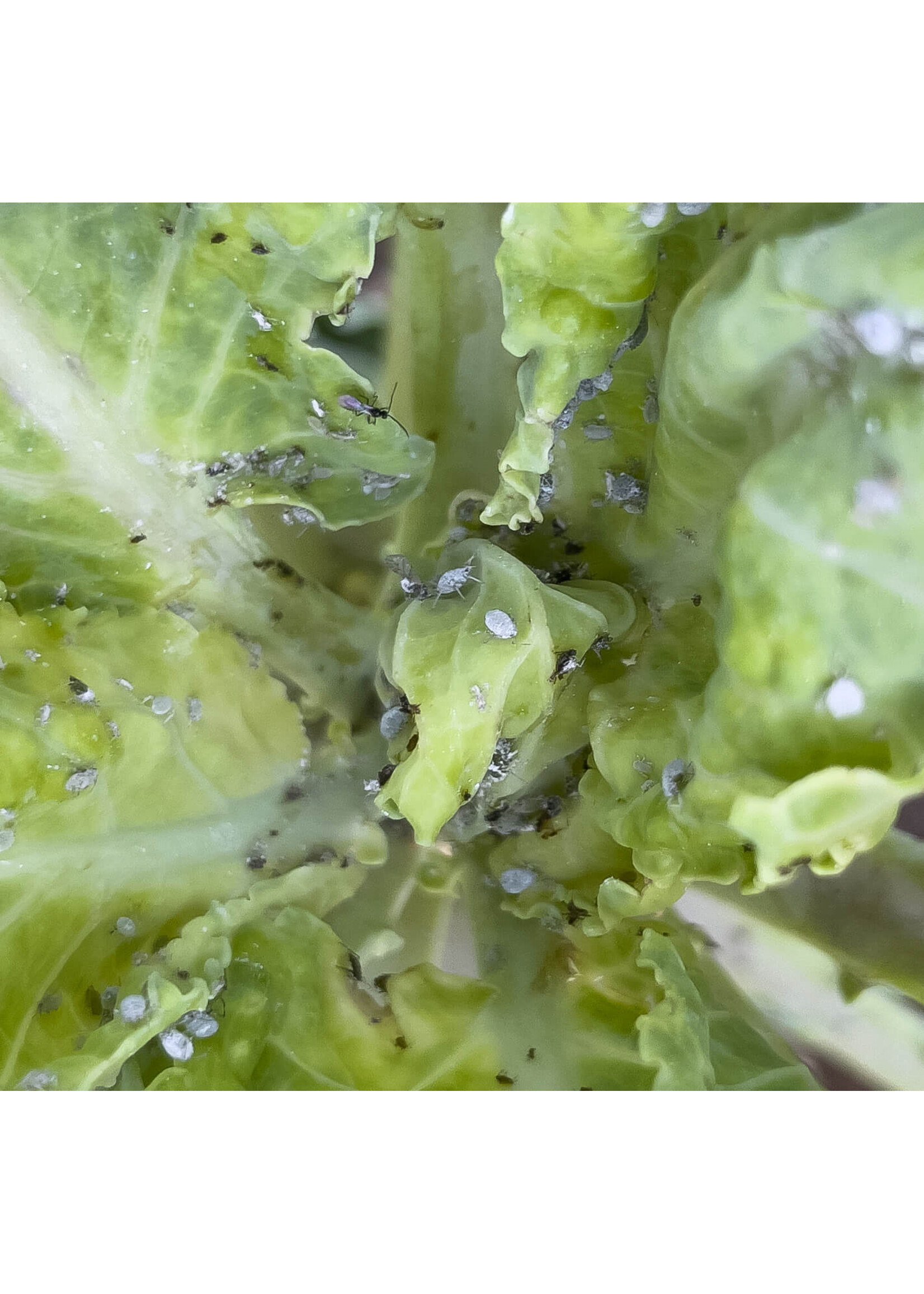 Tip Top Bio-Control Aphidius ervi - Aphid Control