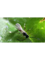 Tip Top Bio-Control Aphidius ervi - Aphid Control