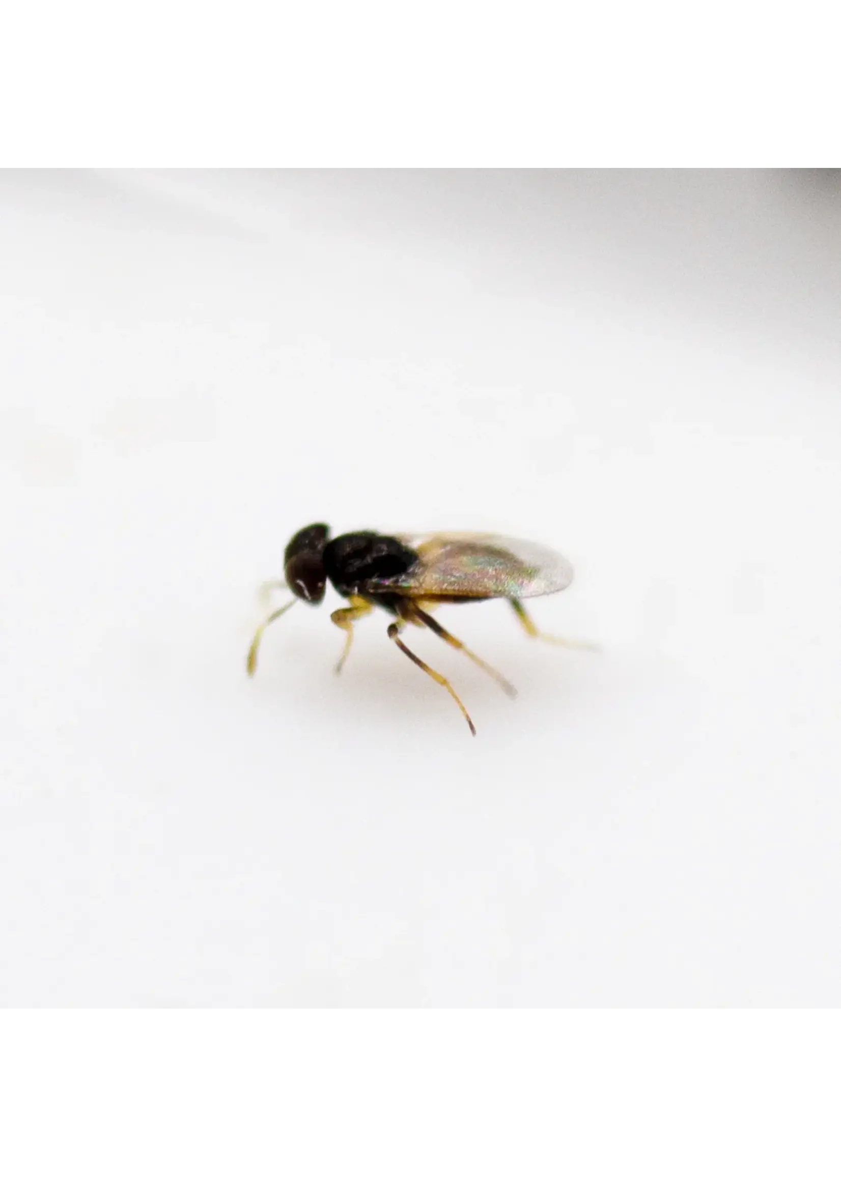 Tip Top Bio-Control Aphidius Triple Mix - A. ervi A. colemani A. abdominalis - 750 Mummies/Adults