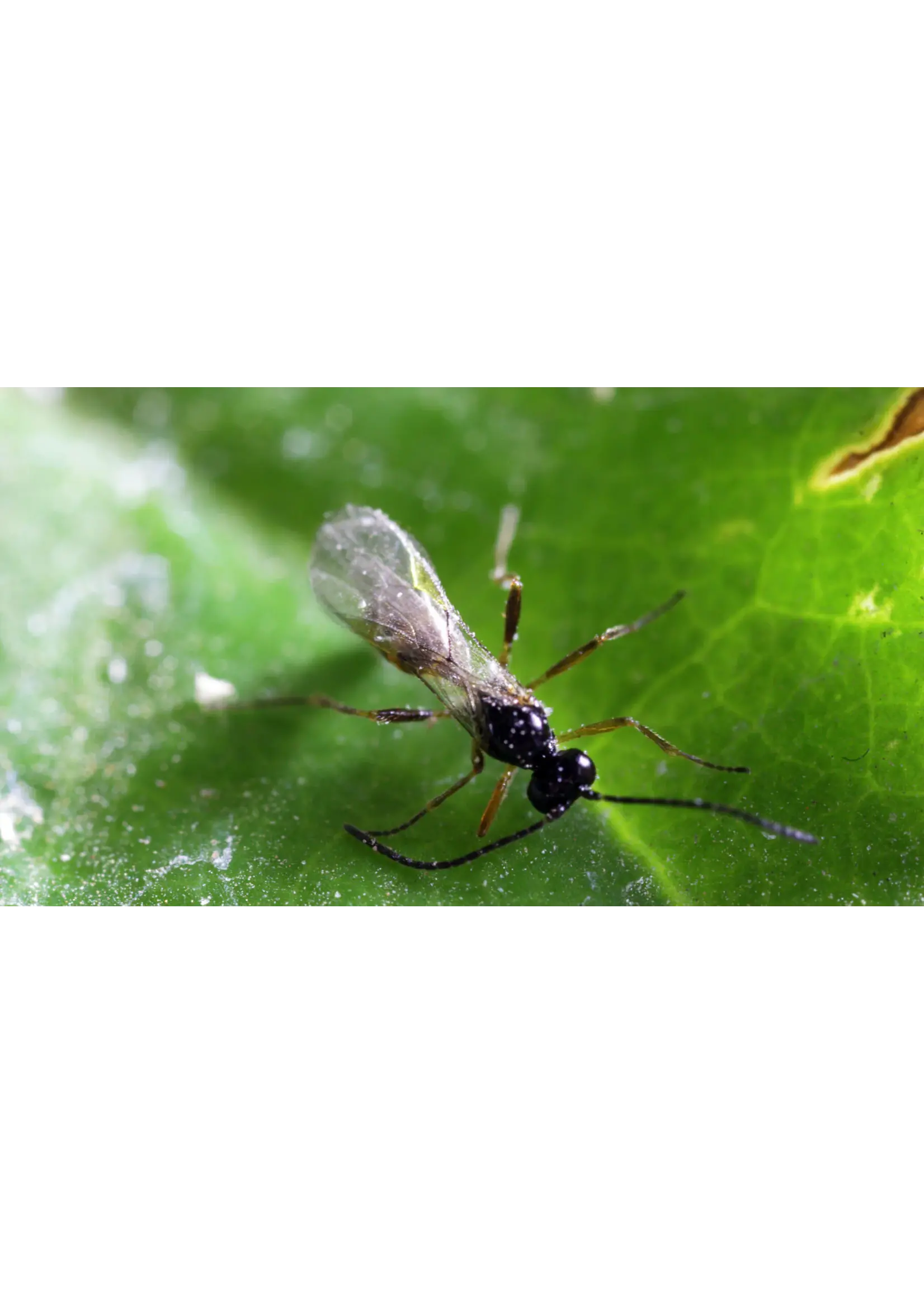 Tip Top Bio-Control Aphidius Triple Mix - A. ervi A. colemani A. abdominalis - 750 Mummies/Adults
