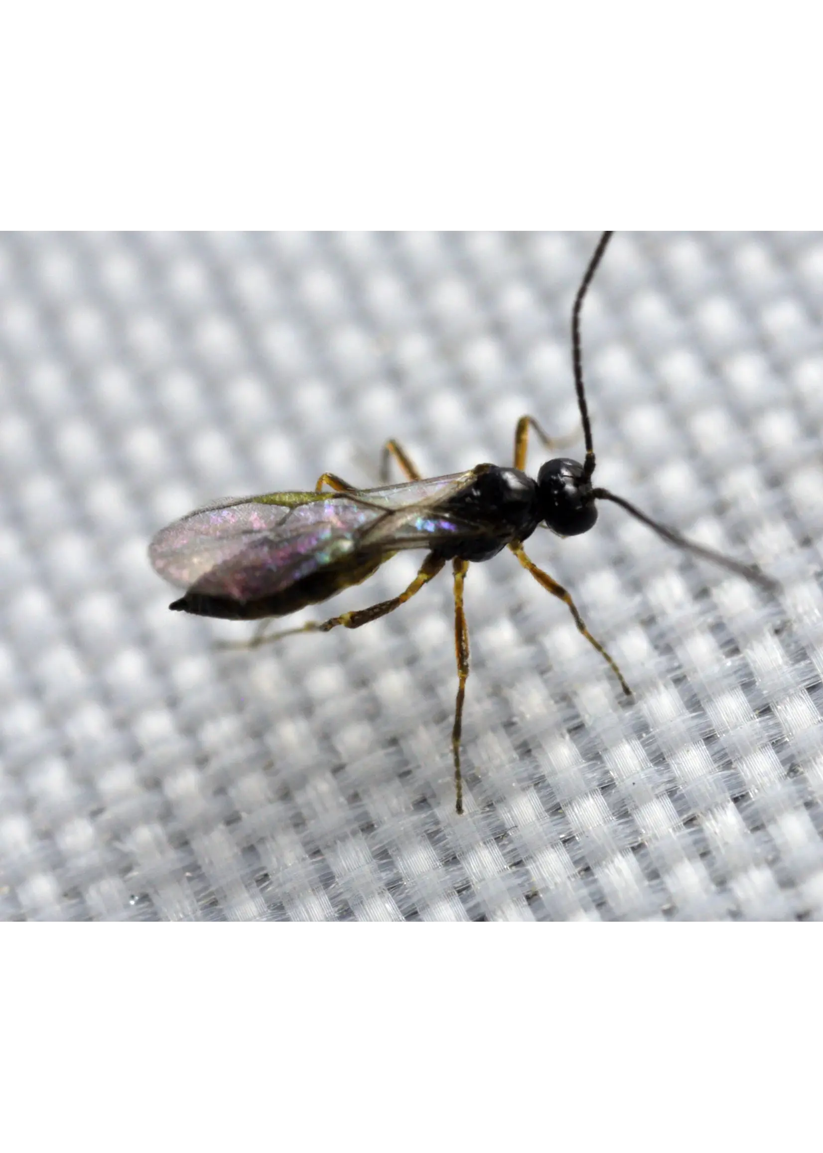 Tip Top Bio-Control Aphidius Triple Mix - A. ervi A. colemani A. abdominalis - 750 Mummies/Adults