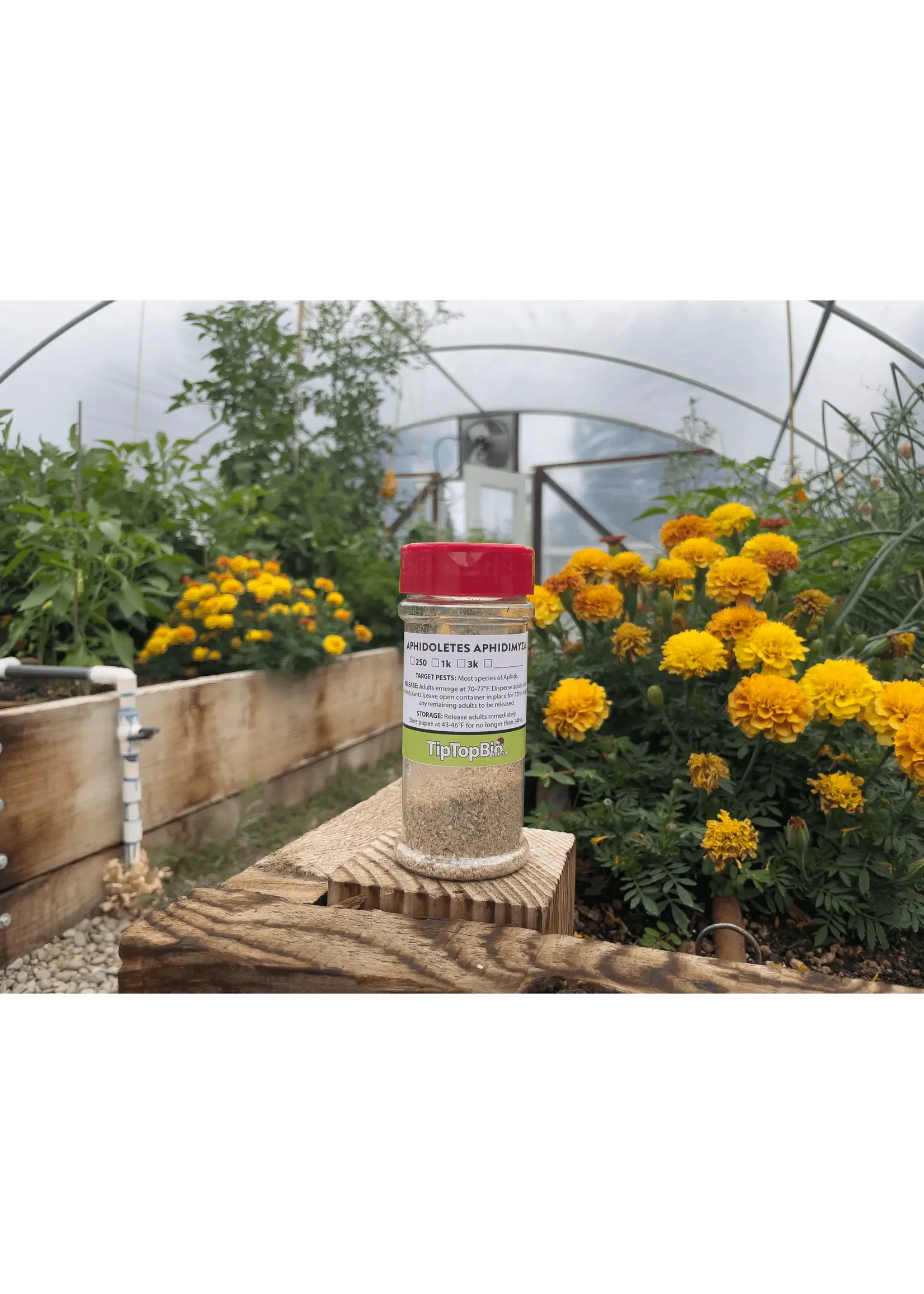 Tip Top Bio-Control Aphidoletes aphidimyza - Aphid Control