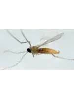 Tip Top Bio-Control Aphidoletes aphidimyza - Aphid Control