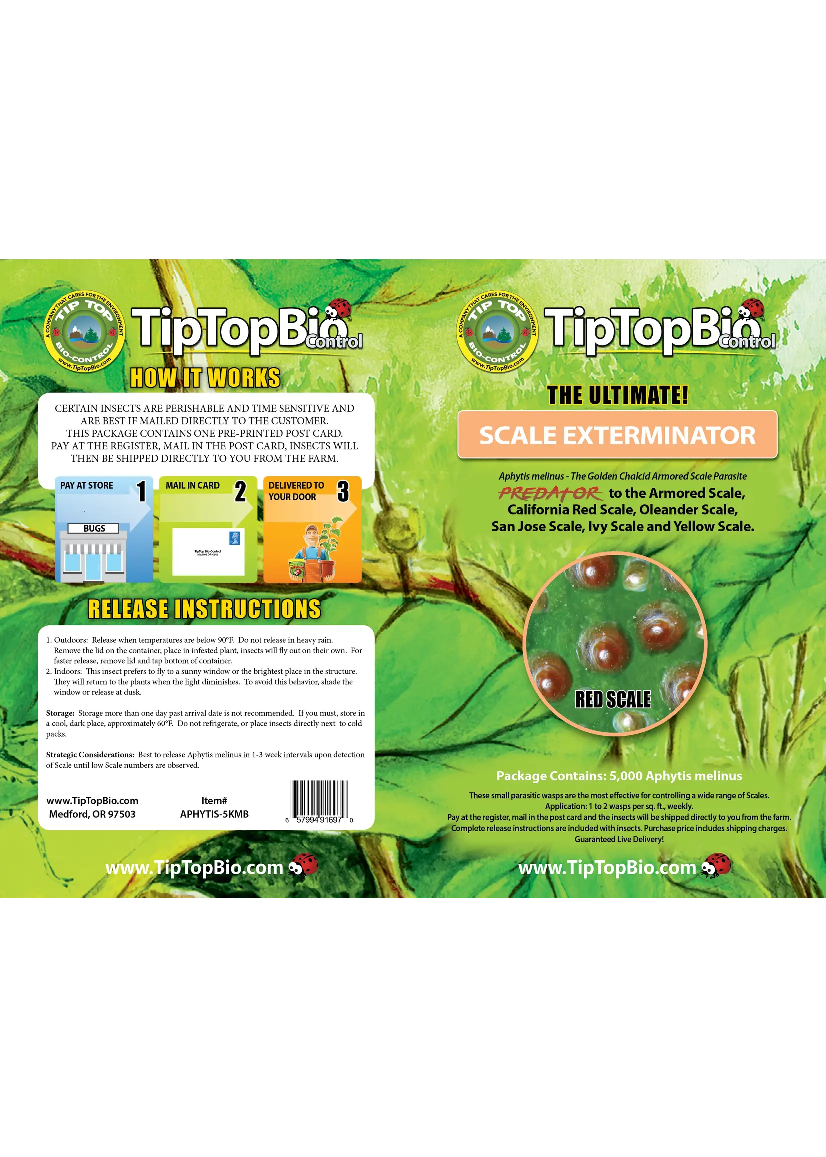 Tip Top Bio-Control Aphytis melinus - Scale Control