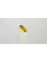 Tip Top Bio-Control Aphytis melinus - Scale Control