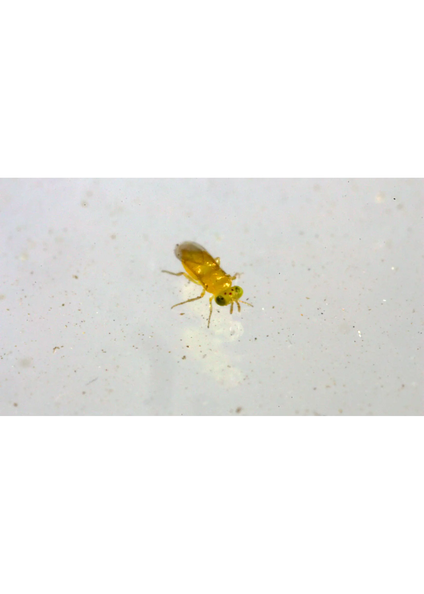 Tip Top Bio-Control Aphytis melinus - Scale Control
