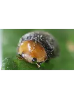 Tip Top Bio-Control Cryptolaemus montrouzieri - Mealybug Control