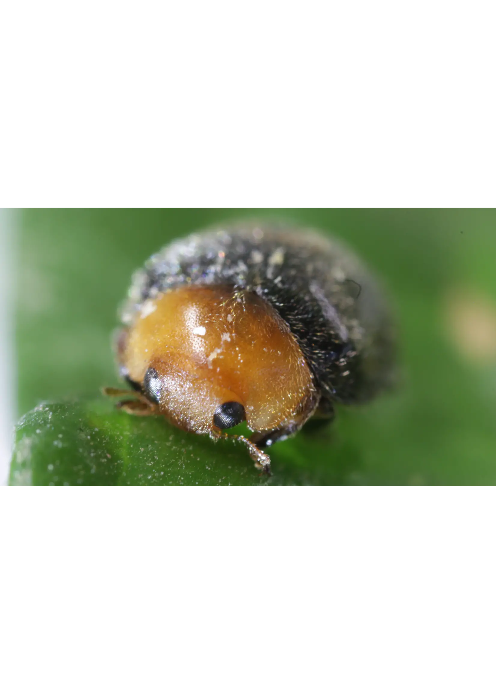 Tip Top Bio-Control Cryptolaemus montrouzieri - Mealybug Control