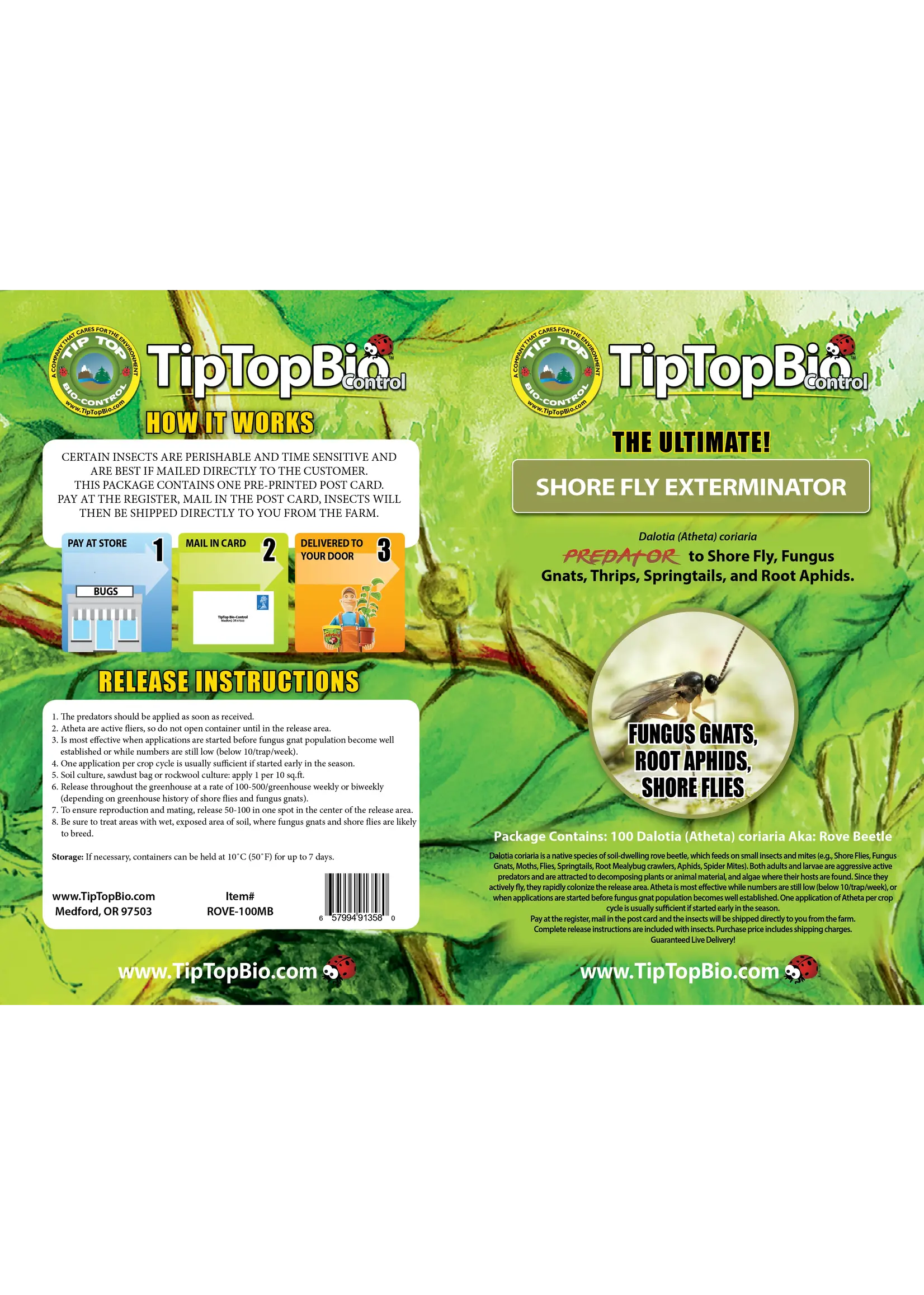 Tip Top Bio-Control Dalotia "Atheta" coriara - Rove Beetle