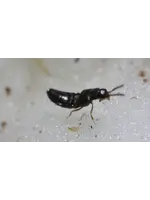 Tip Top Bio-Control Dalotia "Atheta" coriara - Rove Beetle