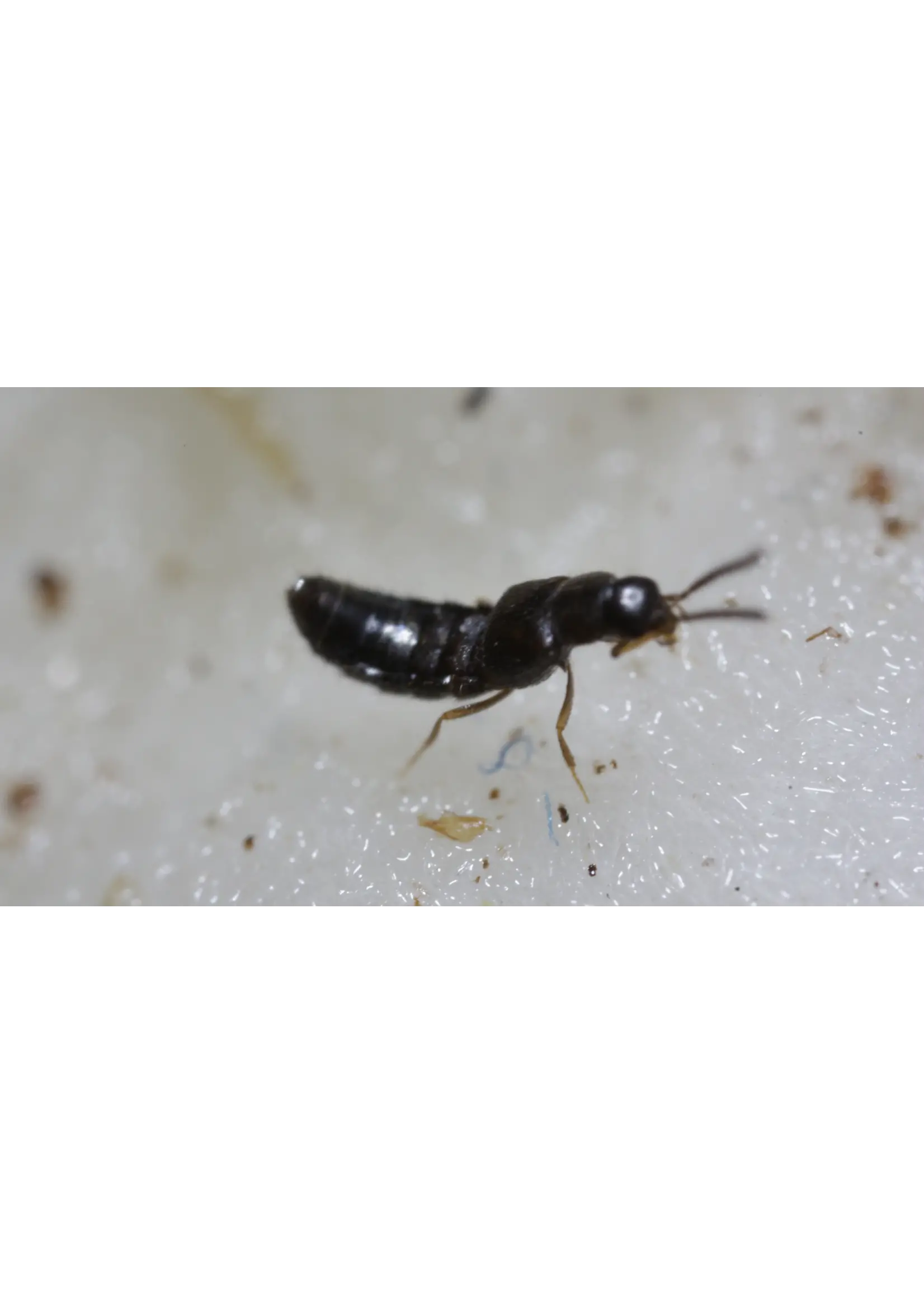 Tip Top Bio-Control Dalotia "Atheta" coriara - Rove Beetle