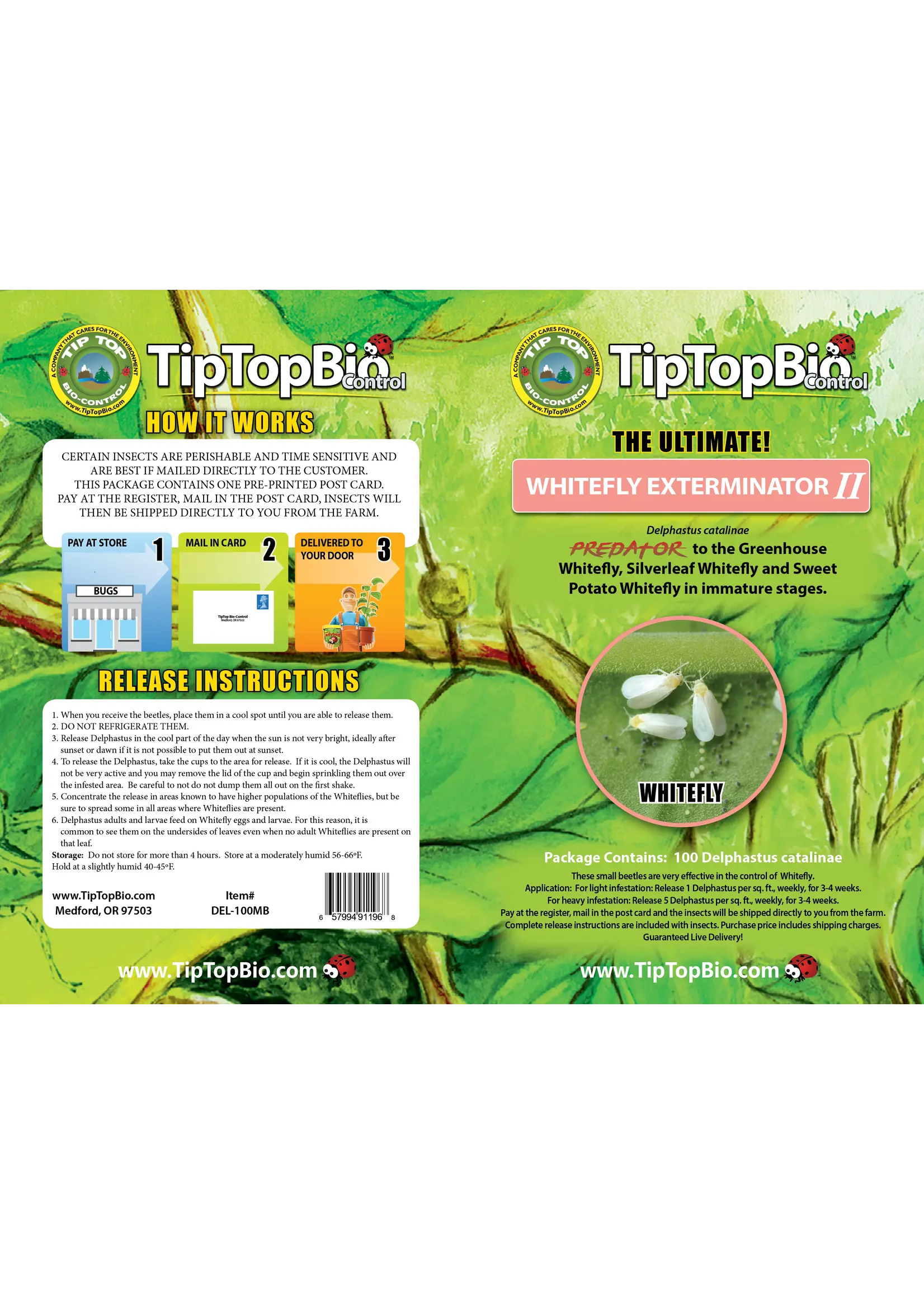 Tip Top Bio-Control Delphastus catalinae - Whitefly Control